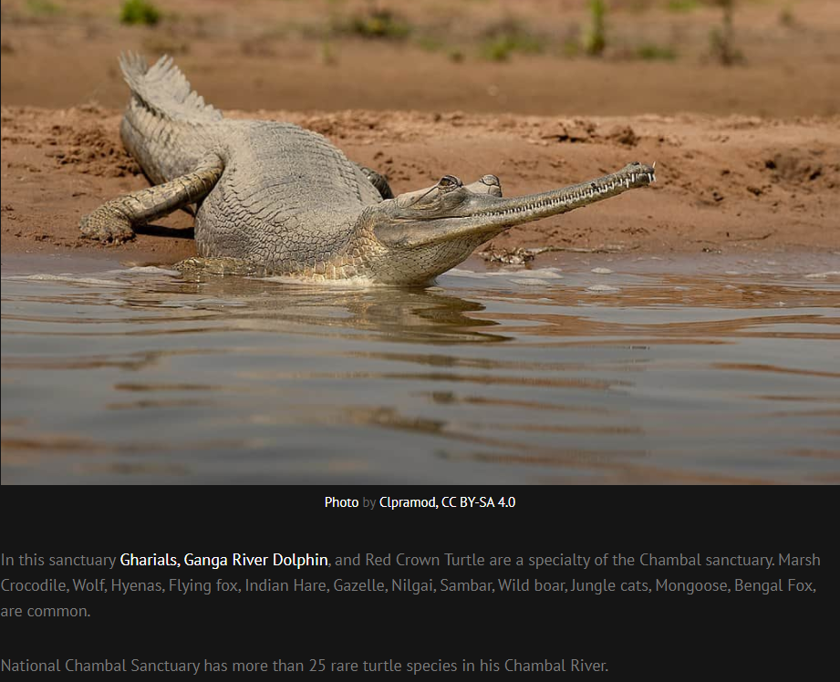 Factcheck :- crocodile attacking a stray dog video viral