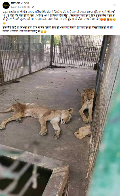 ਬਠਿੰਡਾ ਦੇ ਬੀੜ ਤਾਲਾਬ ਚਿੜੀਆਘਰ ਦੀਆਂ ਹਨ ਇਹ ਵਾਇਰਲ ਤਸਵੀਰਾਂ