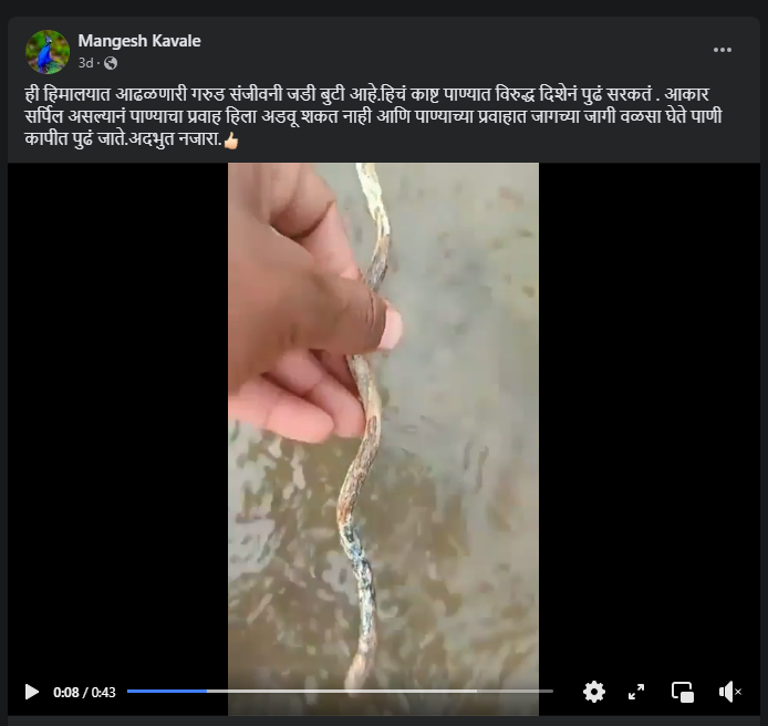 हिमालयात आढळणाऱ्या 