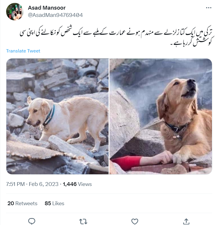 ترکی زلزلہ متاثرین کو تلاش رہے کتوں کی یہ تصاویر پرانی ہیں۔