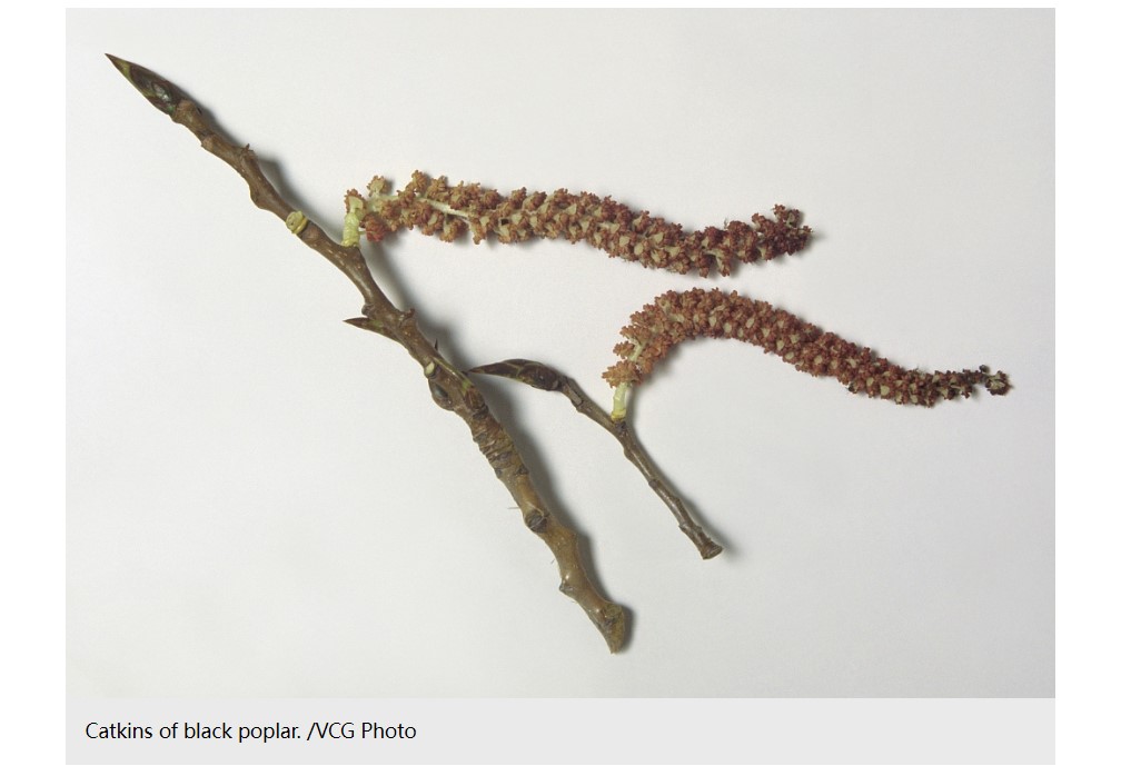 Fact Check: चीनमध्ये पडला 'अळ्यांचा पाऊस'? व्हायरल व्हिडिओमागील सत्य येथे जाणून घ्या