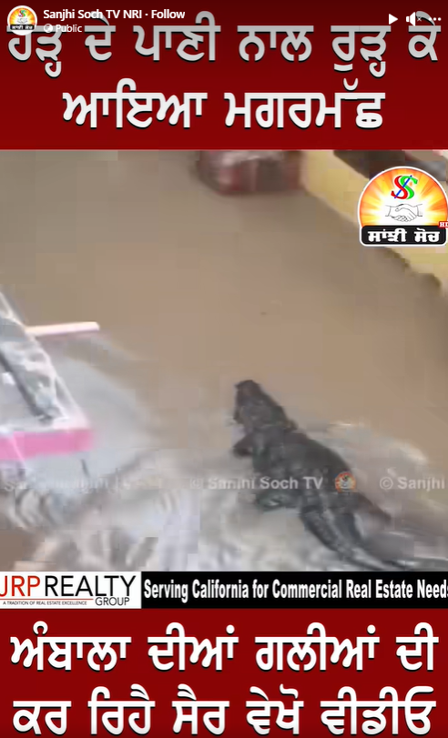 ਹਰਿਆਣਾ ਦੇ ਹੜ੍ਹ ਪ੍ਰਭਾਵਿਤ ਇਲਾਕੇ ਅੰਬਾਲਾ ਵਿੱਚ ਦੇਖਿਆ ਗਿਆ ਮਗਰਮੱਛ