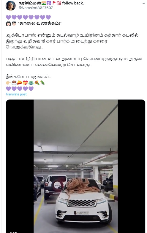 கத்தாரில் 