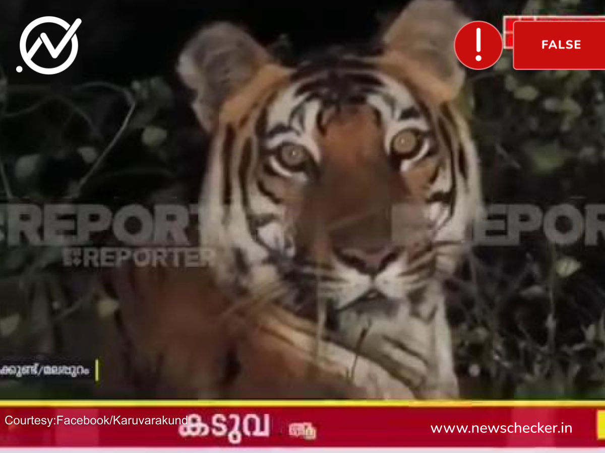 tiger