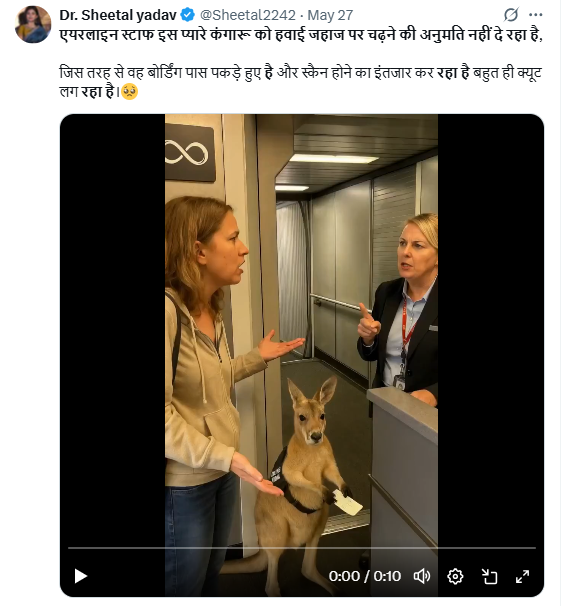 हवाई जहाज में चढ़ने का इंतज़ार करते कंगारू का वीडियो।