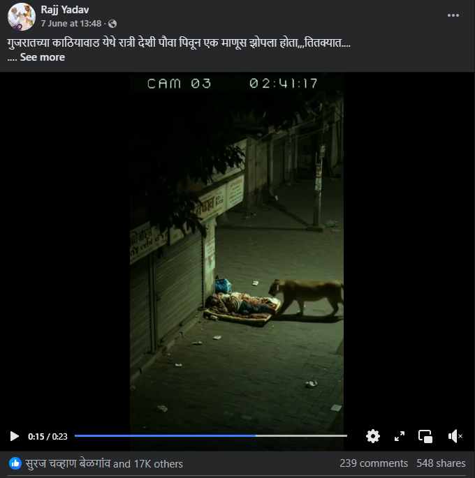 रस्त्यात झोपलेल्या माणसाकडे दुर्लक्ष करून पुढे जाणाऱ्या सिंहाचा व्हायरल व्हिडिओ एआय निर्मित आहे