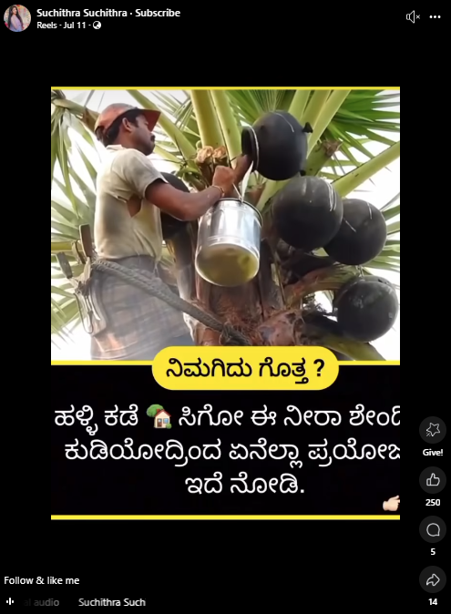 ಶೇಂದಿ ಕುಡಿಯುವುದರಿಂದ ಕಾಮಾಲೆ ಮತ್ತು ಸೋಂಕುಗಳನ್ನು ತಡೆಯಬಹುದೇ?