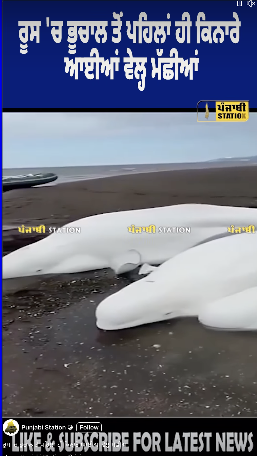 ਰੂਸ 'ਚ ਭੂਚਾਲ ਤੋਂ ਪਹਿਲਾਂ ਹੀ ਕਿਨਾਰੇ ਆਈਆਂ ਵੇਲ੍ਹ ਮੱਛੀਆਂ?