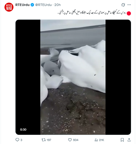 روس کے کامچاٹکا ساحل پر سونامی کے بعد ایک بیلوگا وہیل مچھلی ساحل پر آ گئی۔