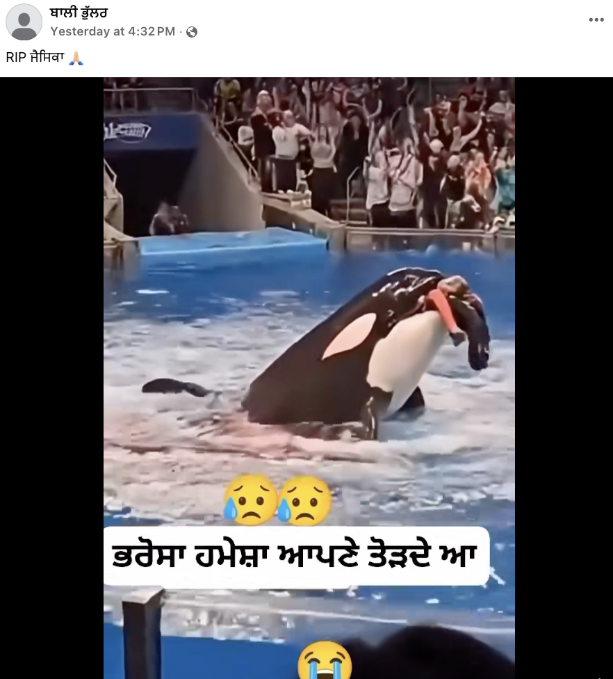 ਸ਼ੋਅ ਦੌਰਾਨ ਡੌਲਫਿਨ ਨੇ ਆਪਣੀ ਟ੍ਰੇਨਰ ਜੈਸਿਕਾ ਨੂੰ ਮਾਰ ਦਿੱਤਾ? 