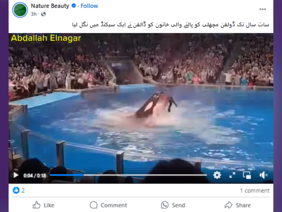 شُو کے دوران ڈولفن کا اپنی ٹرینر کو مارڈالا۔