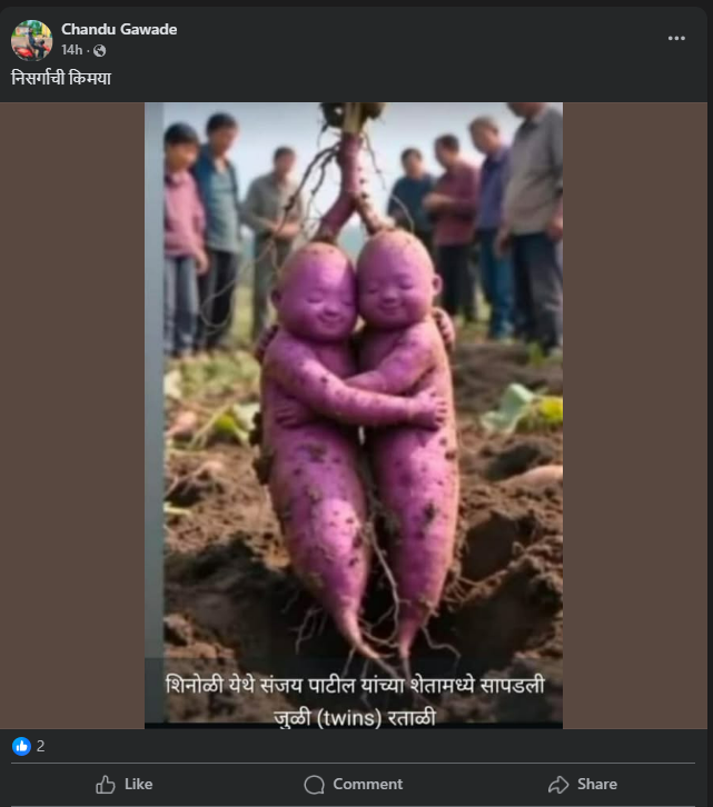 शेतात सापडली जुळी रताळी असे सांगत व्हायरल फोटो AI जनरेटेड आहे