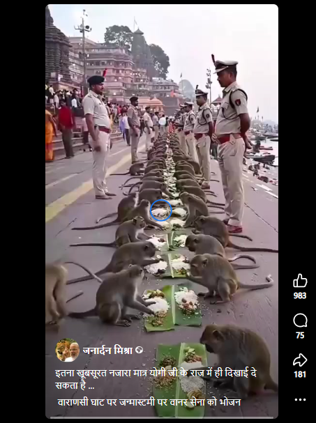 बंदरों के भोजन करने का वीडियो