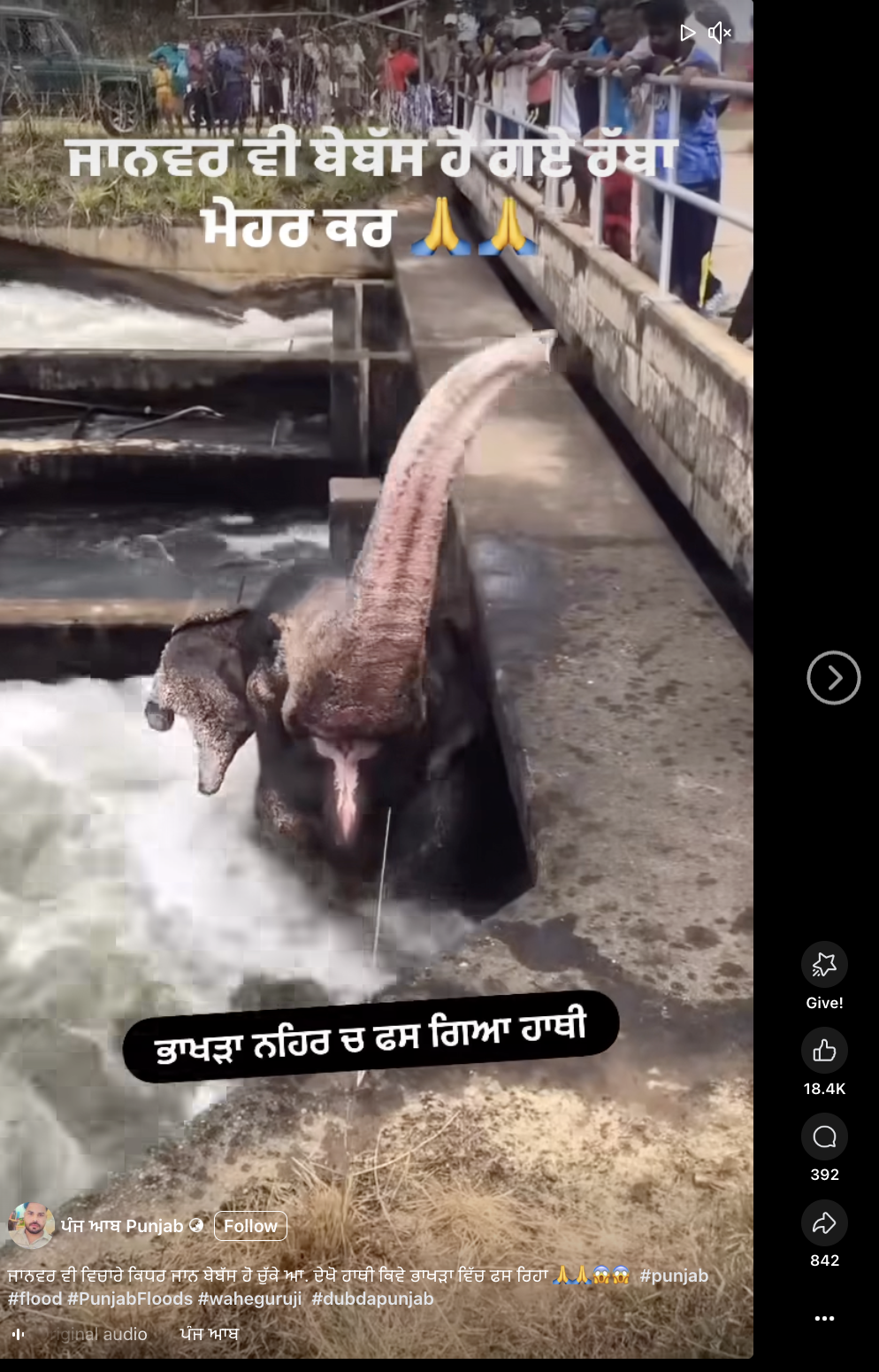 ਕੀ ਭਾਖੜਾ ਨਹਿਰ ਦੇ ਵਿੱਚ ਹਾਥੀ ਫਸ ਗਿਆ? ਜਾਣੋ ਸੱਚ 