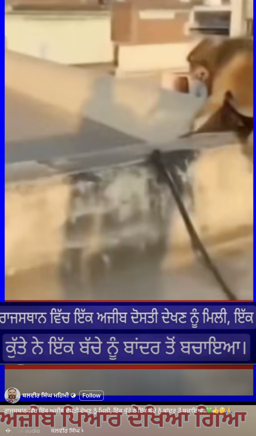 ਕੁੱਤੇ ਨੇ ਬੱਚੇ ਨੂੰ ਬਾਂਦਰ ਤੋਂ ਬਚਾਇਆ?