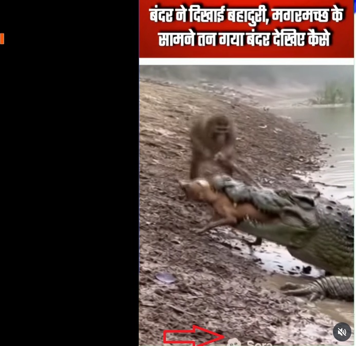 मगरीवर हल्ला करणाऱ्या माकडाचा व्हायरल व्हिडिओ AI ने तयार केलेला आहे