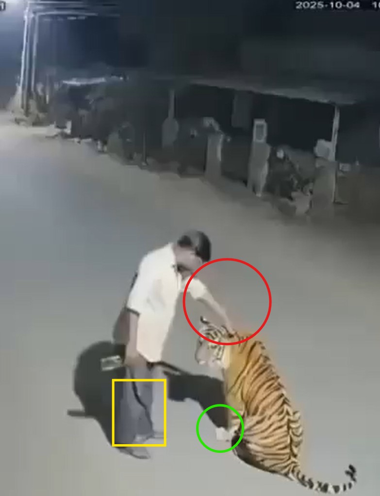 दारूच्या नशेत वाघाच्या डोक्यावर हात फिरवणाऱ्या व्यक्तीचा व्हिडिओ AI जेनरेटेड आहे