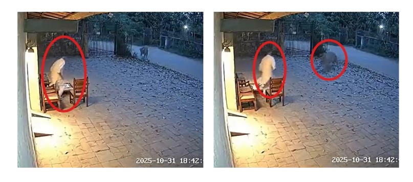 Tiger Attacks Man in Chandrapur? Viral Video Is AI-Generated