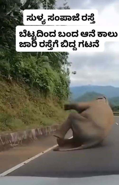 ಸುಳ್ಯ ಸಂಪಾಜೆ ರಸ್ತೆಯಲ್ಲಿ ಆನೆ ಕಾಲು ಜಾರಿ ರಸ್ತೆಗೆ ಬಿದ್ದಿದೆಯೇ?