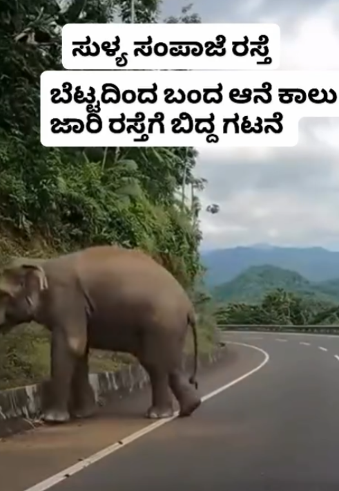 ಸುಳ್ಯ ಸಂಪಾಜೆ ರಸ್ತೆಯಲ್ಲಿ ಆನೆ ಕಾಲು ಜಾರಿ ರಸ್ತೆಗೆ ಬಿದ್ದಿದೆಯೇ?