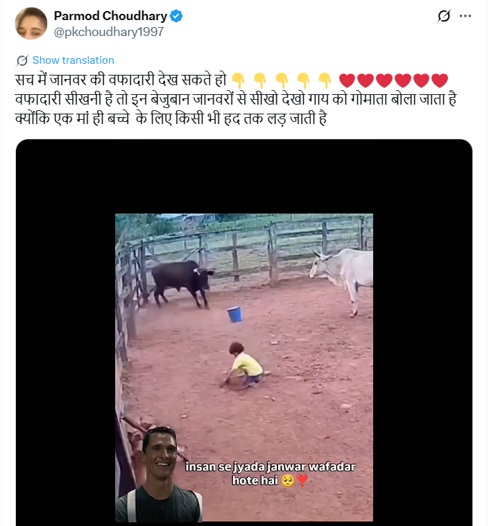 बैलाच्या हल्ल्यातून मुलाला वाचवणाऱ्या गायीचा व्हिडिओ AI जनरेटेड आहे