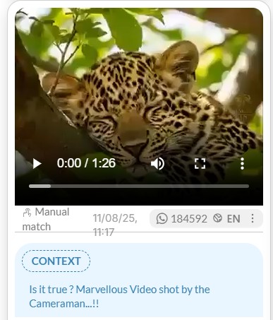 Video Of Leopard Saving Her Cub From Crocodiles Is AI-Generated