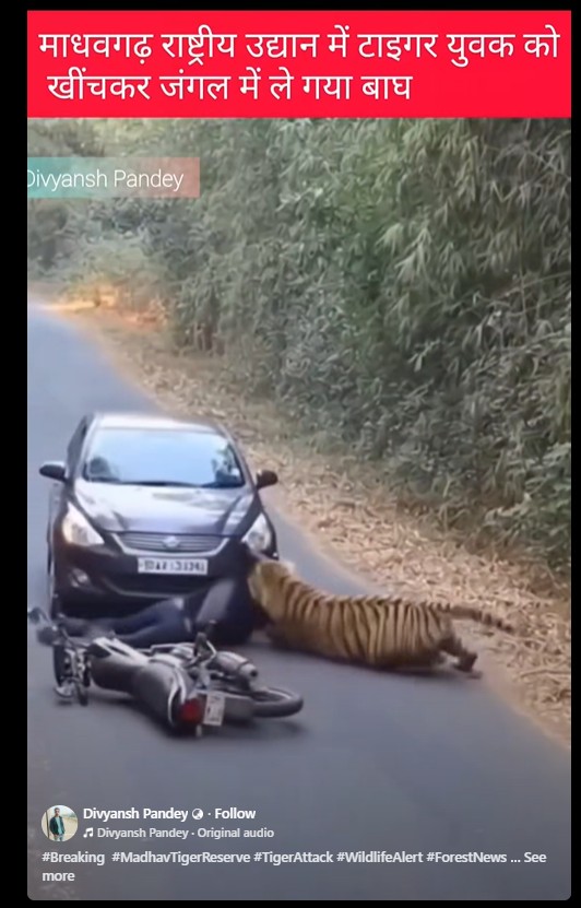 Tiger attacks biker in Madhav Tiger Reserve? Video is generated by AI