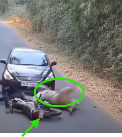 Tiger attacks biker in Madhav Tiger Reserve? Video is generated by AI